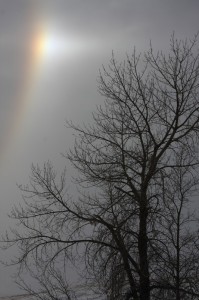 sundogs-061