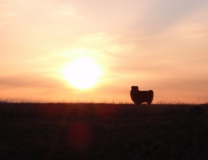shepsilhouette6
