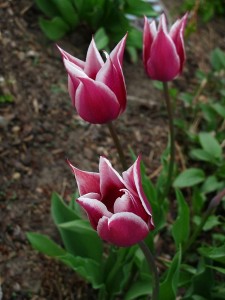 flowersbeccalunch 017