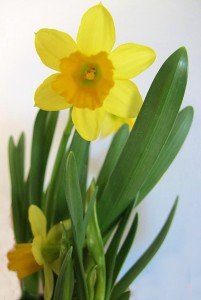daffodils