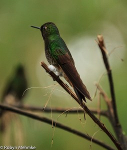 glowing puffleg