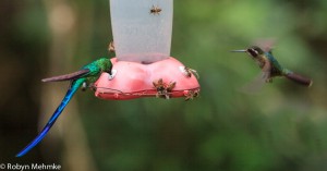 long-tailed sylph and westernemerald