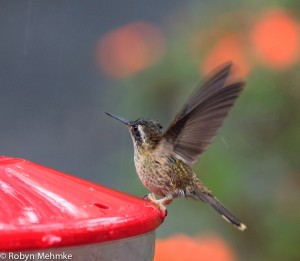 speckled hummingbird