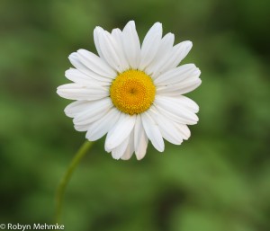 oxeye daisy