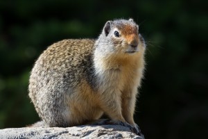 columbian ground squirrel
