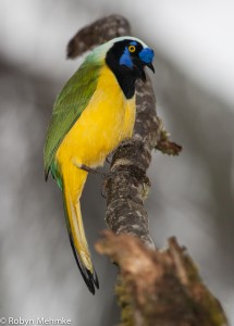 green jay-2