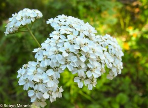 yarrow2
